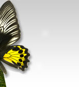 Traductions sites web en allemand